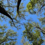 Feroce August newsletter: Markets Are Pricing Sustainability. Who Is Listening?