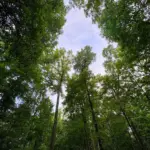 Resolute Consulting, Gather Ground Grow Go